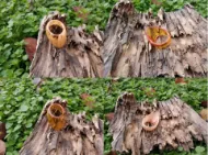 Picture of Amber-Horn Archery Thumb Ring Traditional Medieval Archery Thumb Finger Ring Crafting Hunting Target Archery Thumb Ring Finger Protector