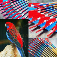 Picture of Wooden Archery Arrow For Recurve Longbow Bow Medieval Traditional Ottoman Hunting Shoot with Red Blue Turkey Feather