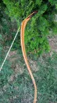 Great Bow の画像