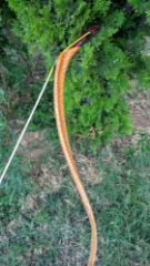 Picture of Great Bow