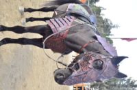 Picture of Dwarf Horse Collar Armor Costume Horse breastplate bridle headstall collar warrior horse tack wither strap barrel