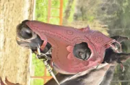 Picture of Leather Horse Collar Armor Costume Horse breastplate bridle headstall collar warrior horse tack wither strap barrel