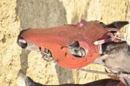 Picture of Leather Horse Collar Armor Costume Horse breastplate bridle headstall collar warrior horse tack wither strap barrel