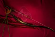 Picture of Turkish Bow Laminated Wooden Ottoman Bow Traditional Horse Bow Recurve Bow Mounted Archery Bow Target Archery Short Bow Clout Archery 20 - 100 pound