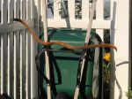 Picture of A stunning bow